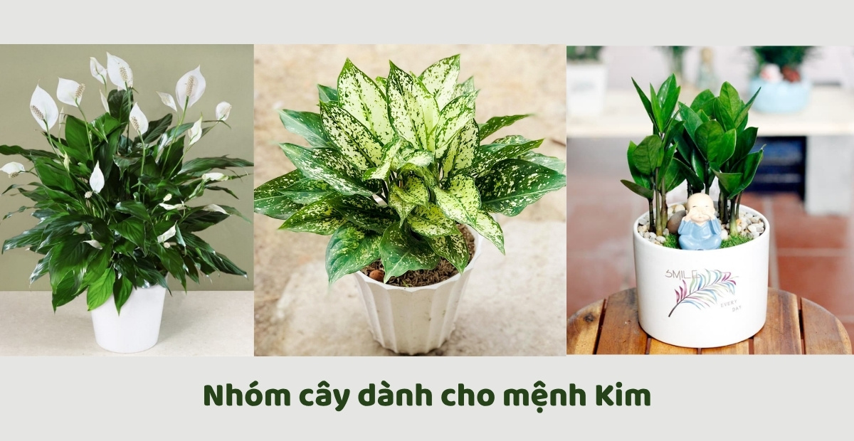 Cây lan ý, ngọc ngân và kim tiền