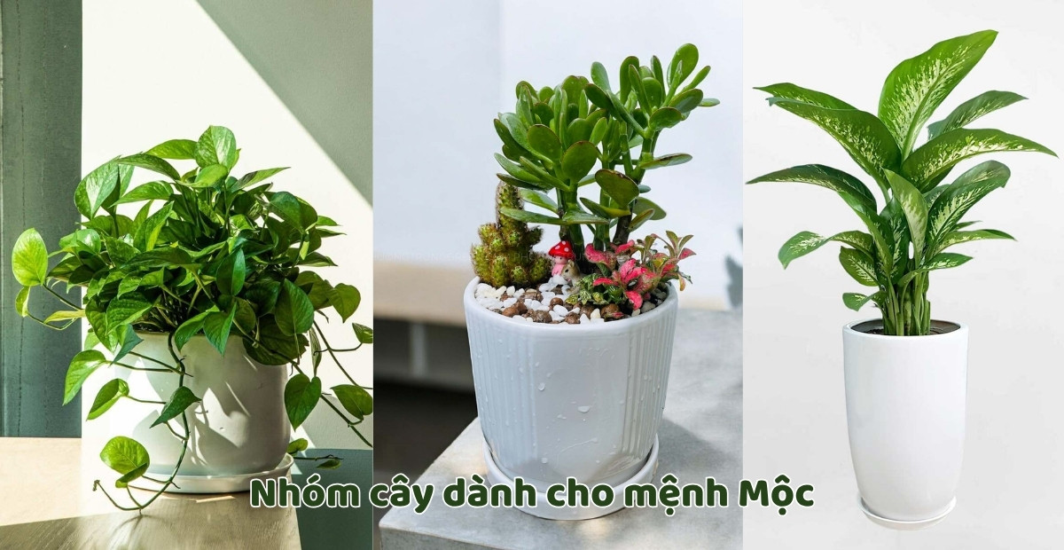 Cây trầu bà, ngọc bích và vạn niên thanh