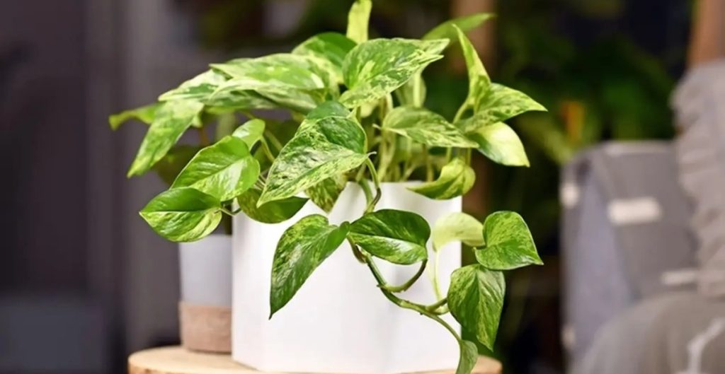 cây phong thuỷ để bàn