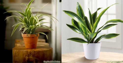 Đặt cây ở vị trí thích hợp phong thuỷ