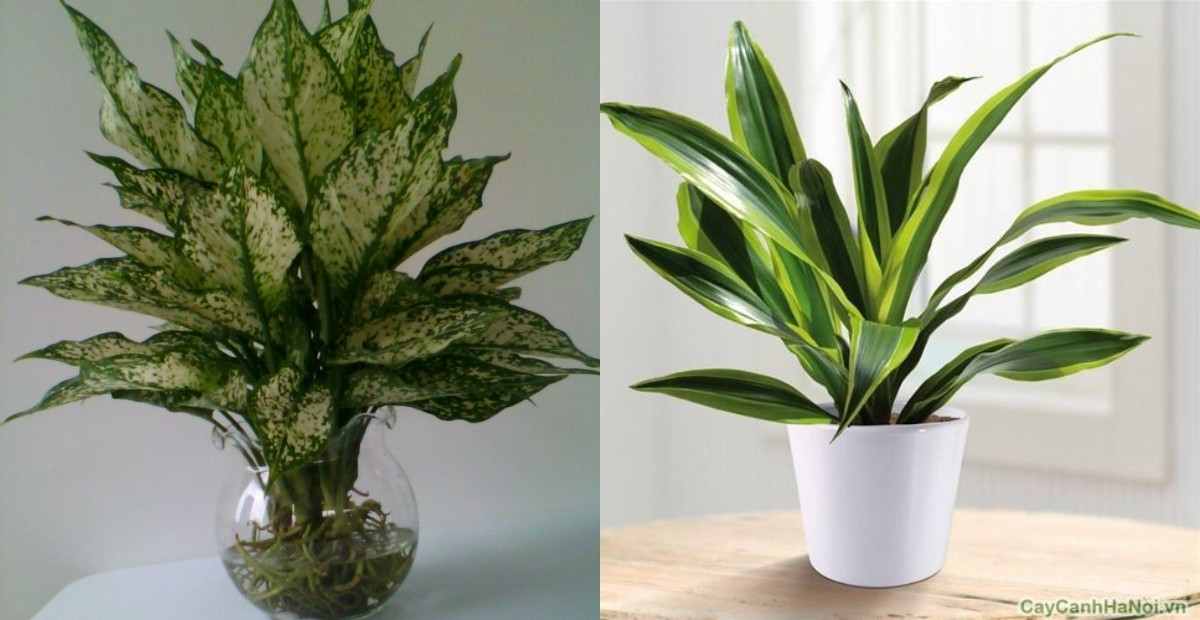 Tuyển tập 10+ cây phong thuỷ để bàn đánh thức năng lượng tích cực 1 Thu hút tài lộc, công việc hanh thông hơn