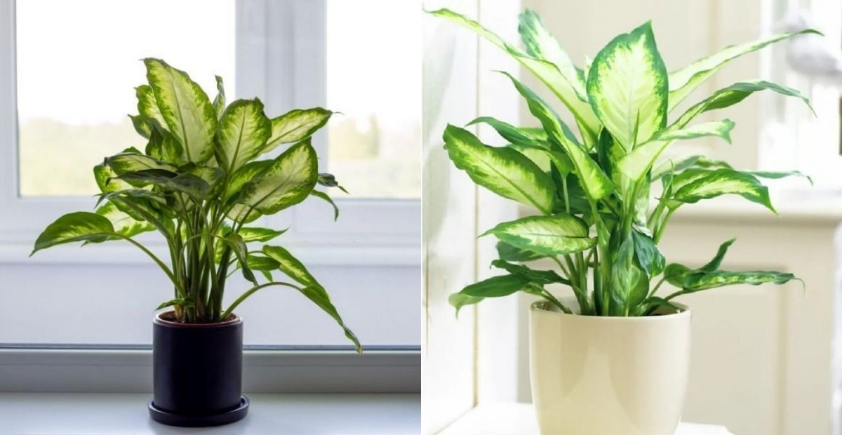 Tuyển tập 10+ cây phong thuỷ để bàn đánh thức năng lượng tích cực 3 Vạn niên thanh