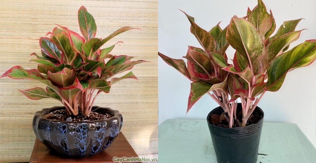 Tuyển tập 10+ cây phong thuỷ để bàn đánh thức năng lượng tích cực 4 Cây phú quý