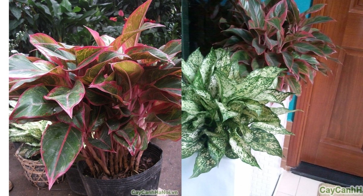 Top 15+ cây cảnh văn phòng dễ sống dành cho dân công sở bận rộn 5 Cây phú quý với sắc đỏ rực rỡ