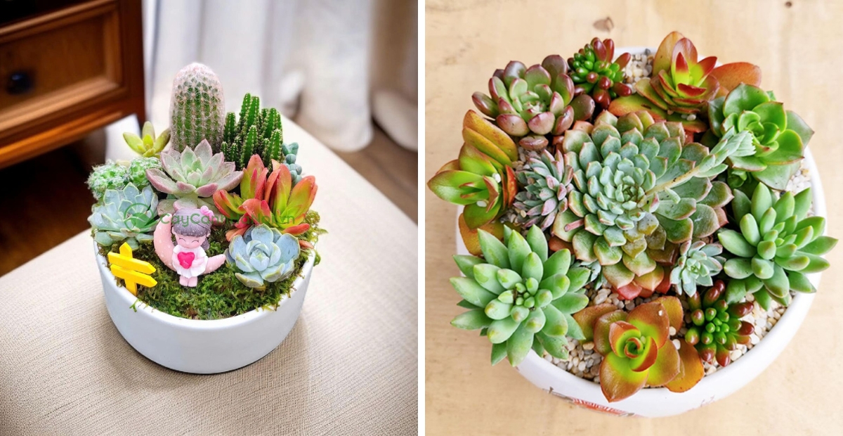 Sen đá biểu tượng của sự kiên định và may mắn bền lâu