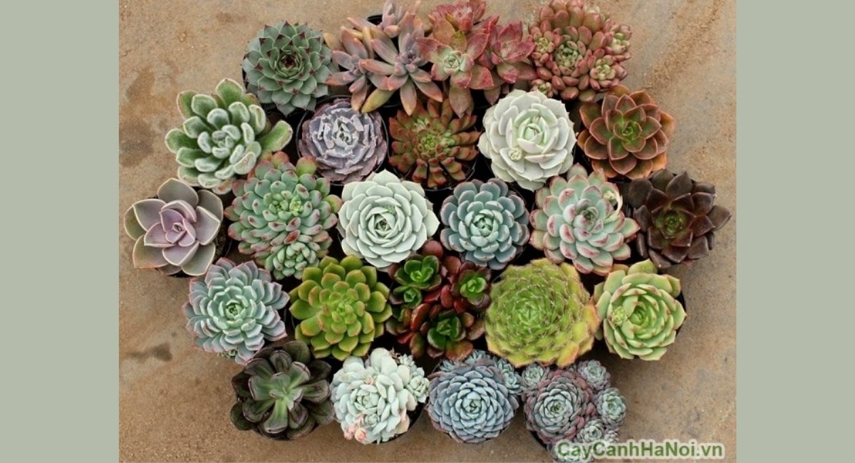 Top 15+ cây cảnh văn phòng dễ sống dành cho dân công sở bận rộn 2 Sen đá là biểu tượng của sức sống phi thường