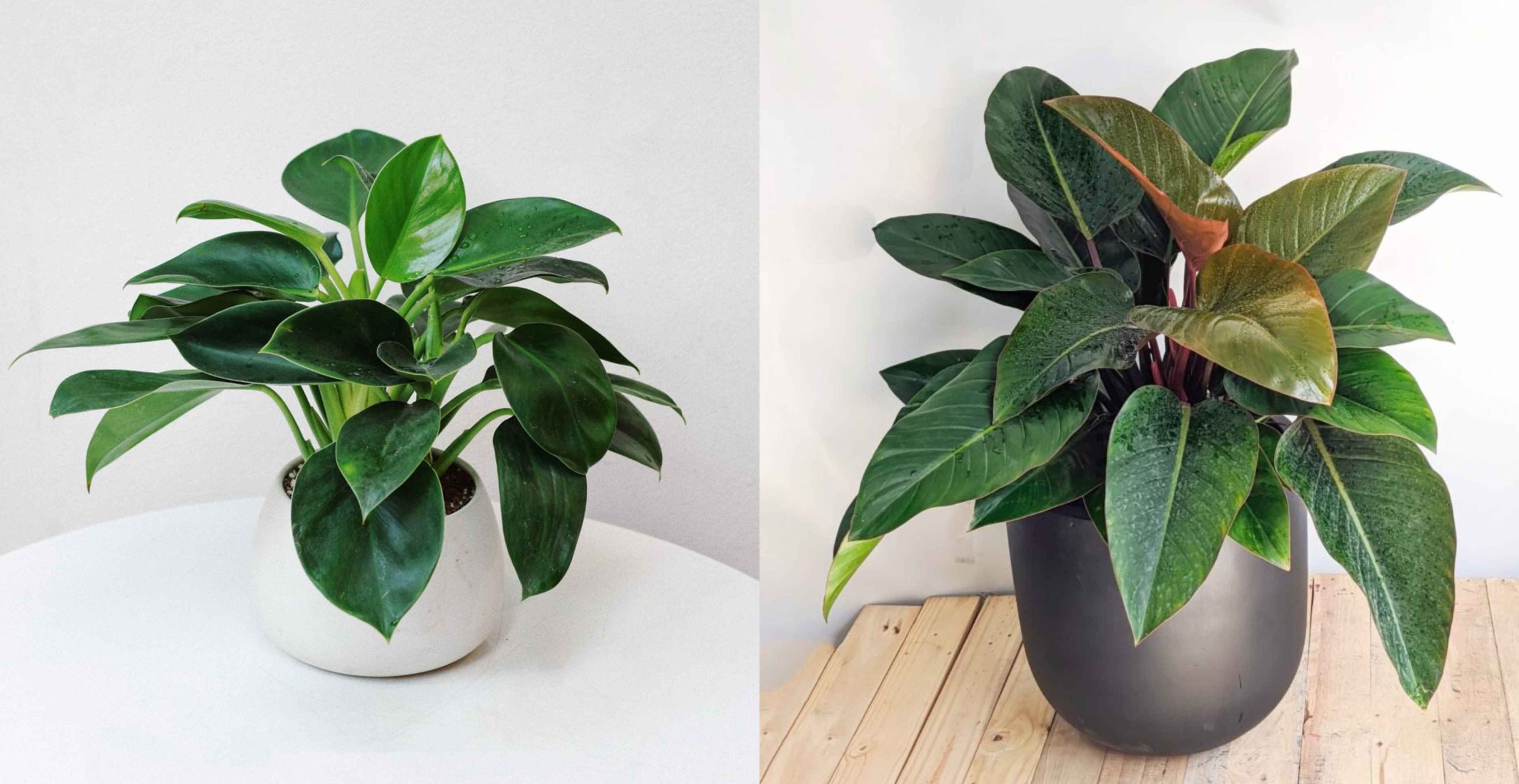 Trầu bà đế vương