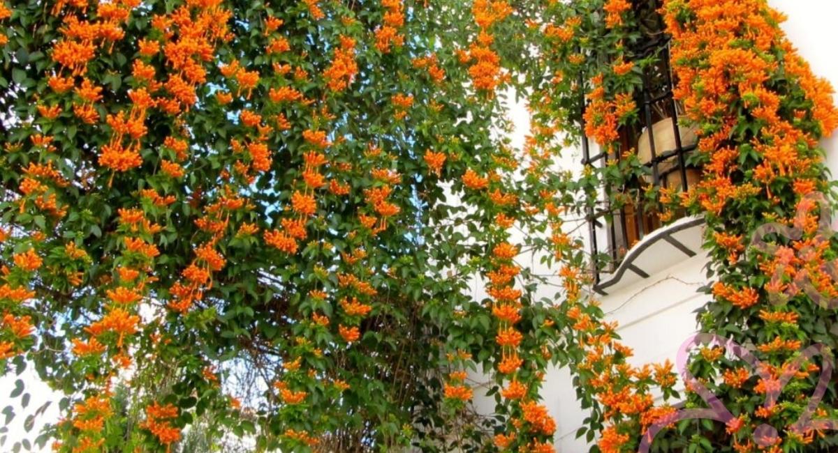 Chọn loại hoa theo từng hướng phù hợp 