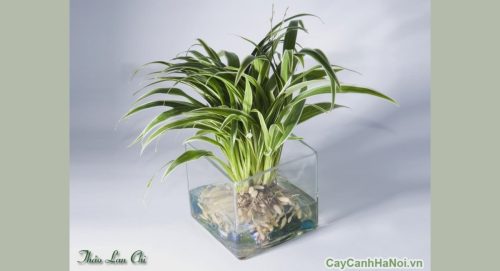 Cỏ lan chi được ví là “máy lọc không khí tự nhiên”