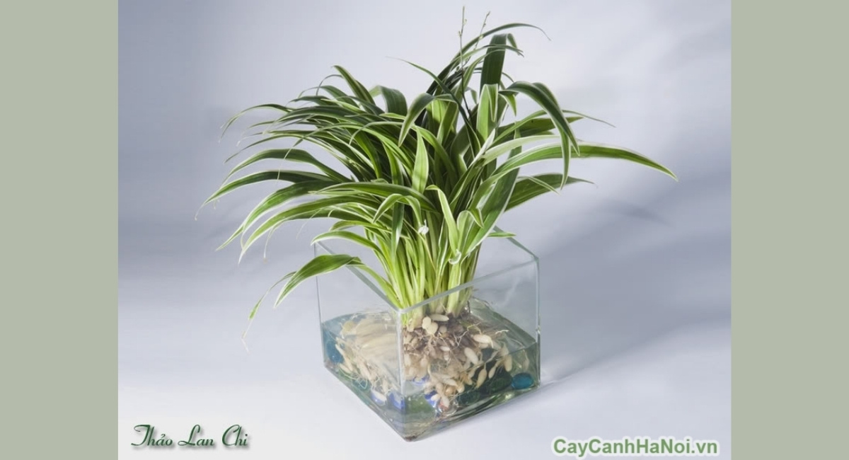 Top 15+ cây cảnh văn phòng dễ sống dành cho dân công sở bận rộn 4 Cỏ lan chi được ví là “máy lọc không khí tự nhiên”