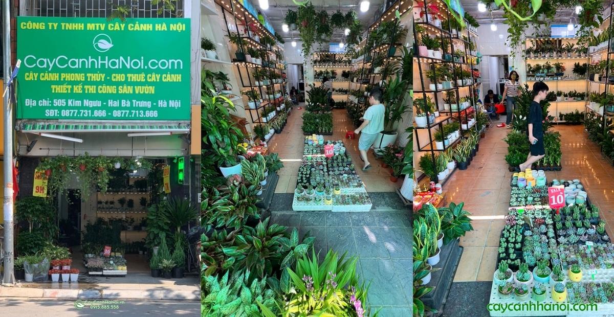 Tuyển tập 10+ cây phong thuỷ để bàn đánh thức năng lượng tích cực 6 Shop cây cảnh Hà Nội