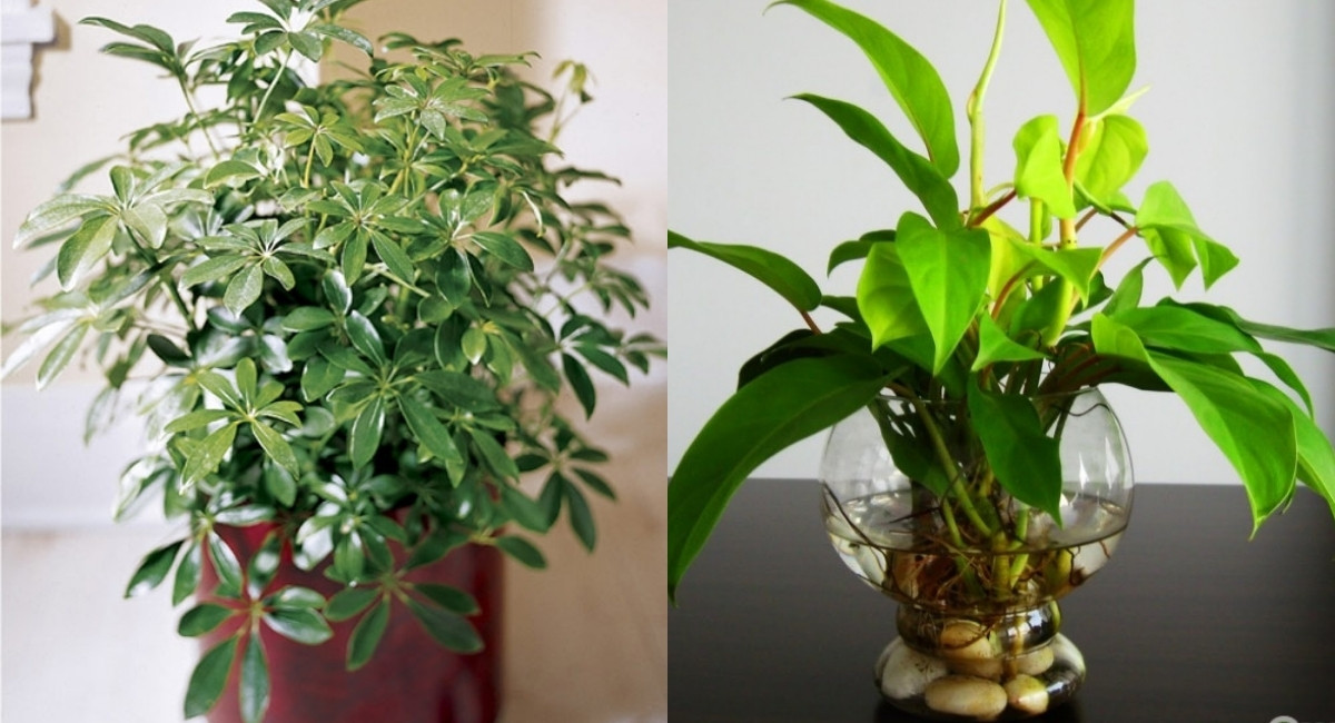 Top 15+ cây cảnh văn phòng dễ sống dành cho dân công sở bận rộn 6 Đặt cây ở vị trí ánh sáng dịu nhẹ