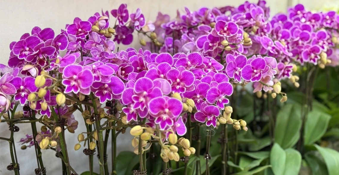 Những cành hoa thanh mảnh, vươn cao nhẹ nhàng nhưng tràn đầy sức sống, thể hiện sự tươi mới và nhiệt huyết