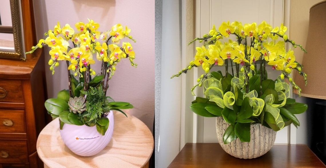 Lan hồ điệp vàng biểu trưng cho may mắn, thịnh vượng và tài lộc dồi dào