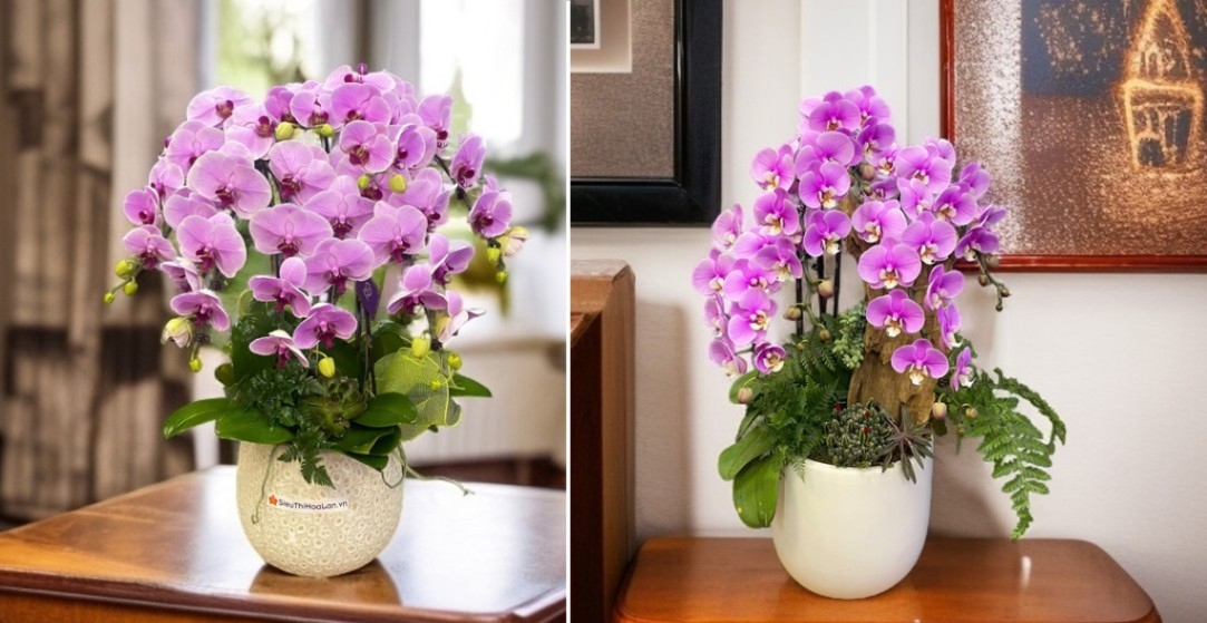 Những chậu hoa lan Hồ Điệp hồng đầy sự tinh tế làm lay động lòng người