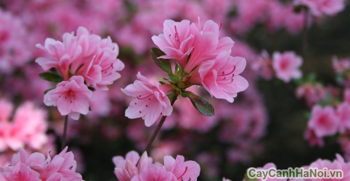 Hoa Đỗ Quyên quyến rũ kỳ lạ như một lời nhắc nhở người yêu về vẻ đẹp và chiều sâu của mối quan hệ