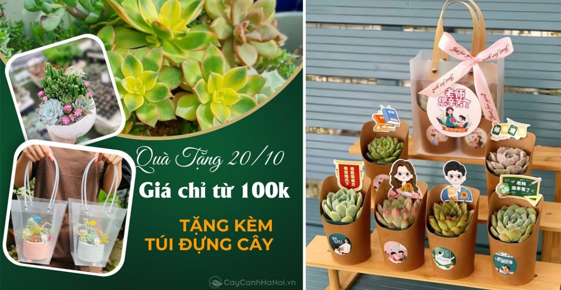 Những bông hoa 20/10 tặng người yêu đẹp khoe sắc là món quà tinh thần đầy ý nghĩa và tinh tế