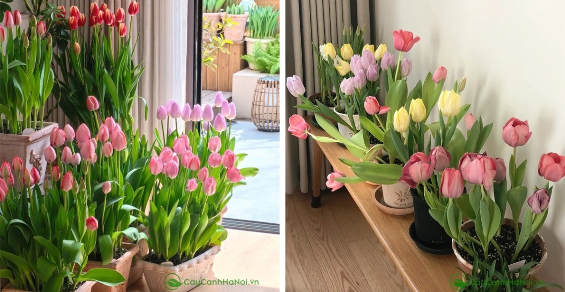 Hoa Tulip mang vẻ đẹp tươi tắn, biểu tượng chân thành và sức hấp dẫn vượt thời gian