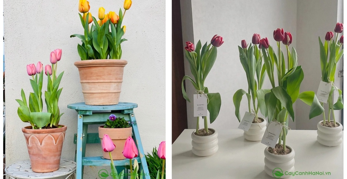 Hoa Tulip mang vẻ đẹp của sự thanh tao, rất thích hợp để làm quà tặng mẹ 20/10