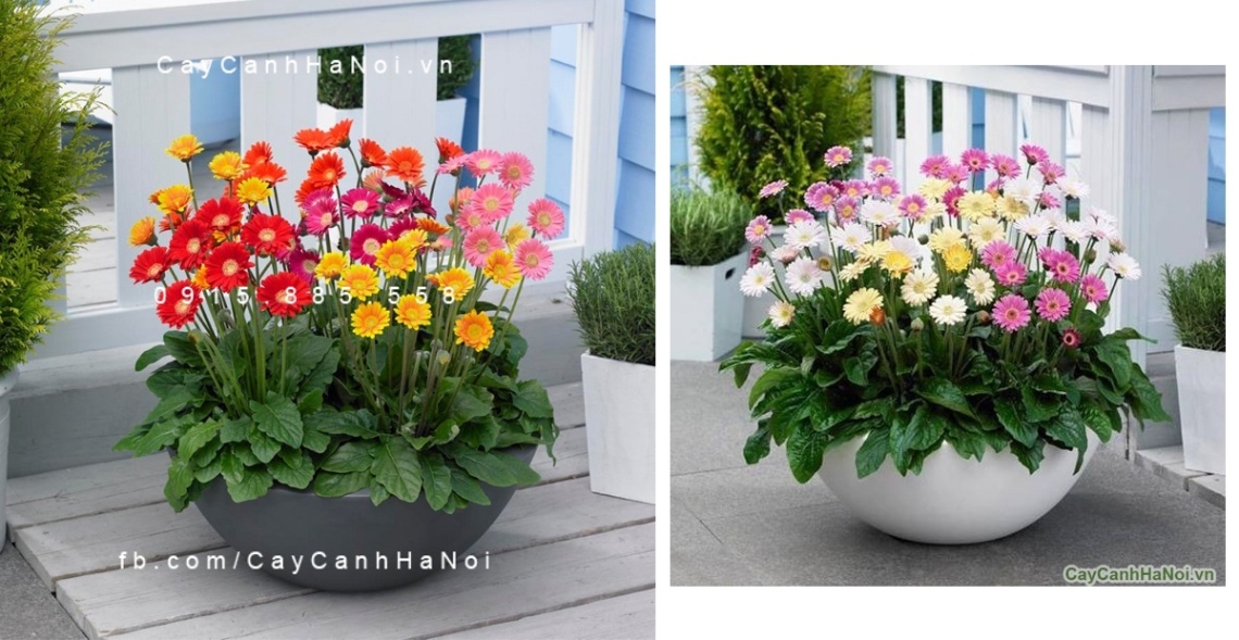 Tặng mẹ chậu hoa Đồng Tiền như một lời cảm ơn, tôn vinh nét đẹp của mẹ