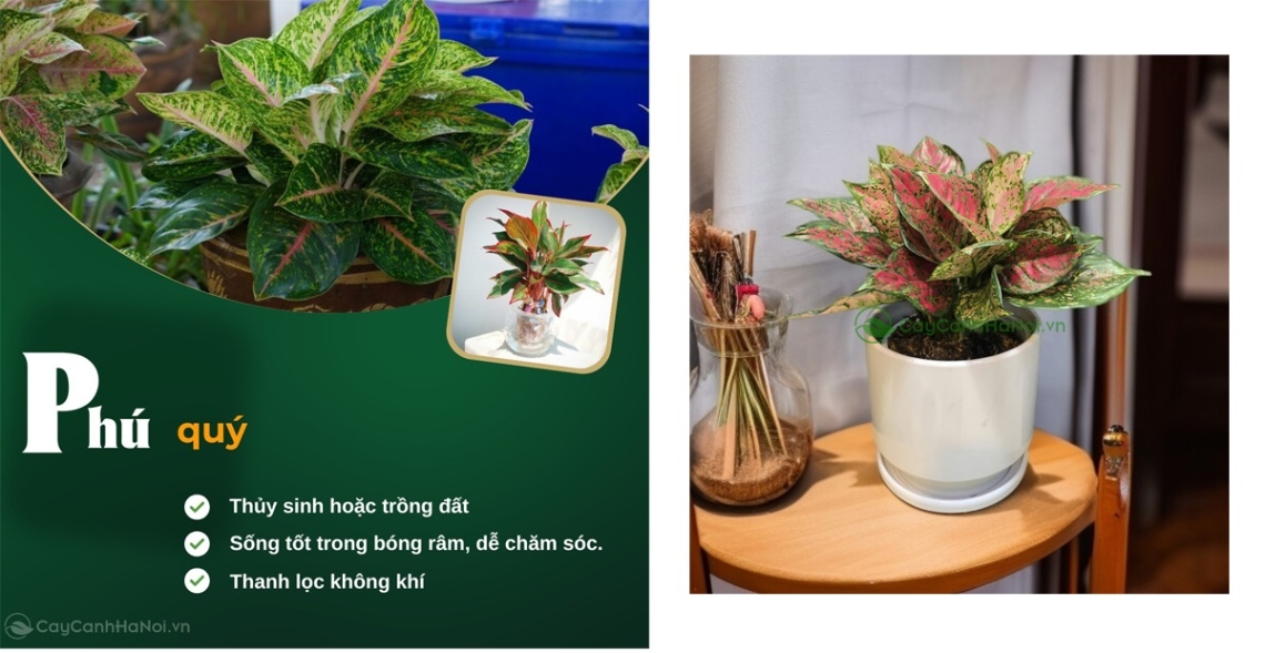 freeimgen 1762170051305