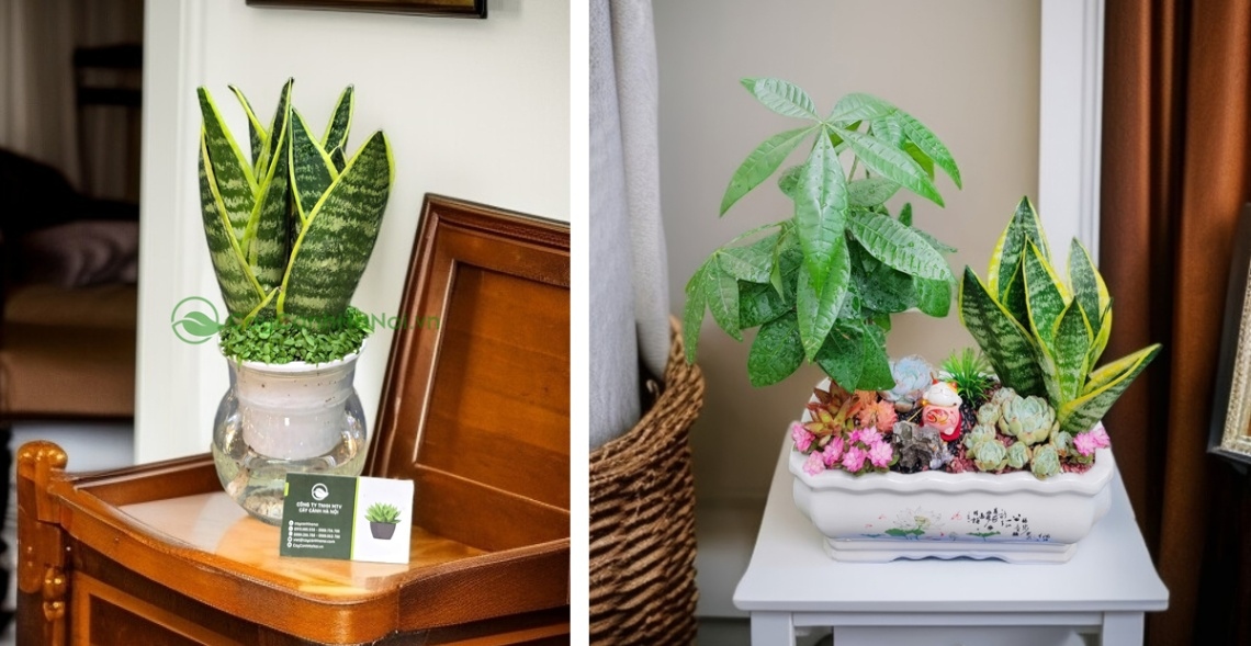 Cây lưỡi hổ là lá bùa hộ mệnh giúp 1986 thăng tiến trong công việc, sự nghiệp và tài chính