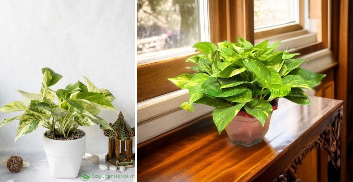 Cây trầu bà mang lại năng lượng tích cực và cân bằng cho ngôi nhà của người tuổi Bính Dần