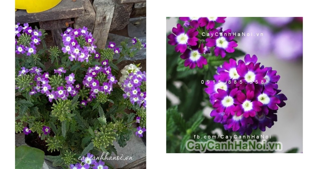 freeimgen 1762410256515