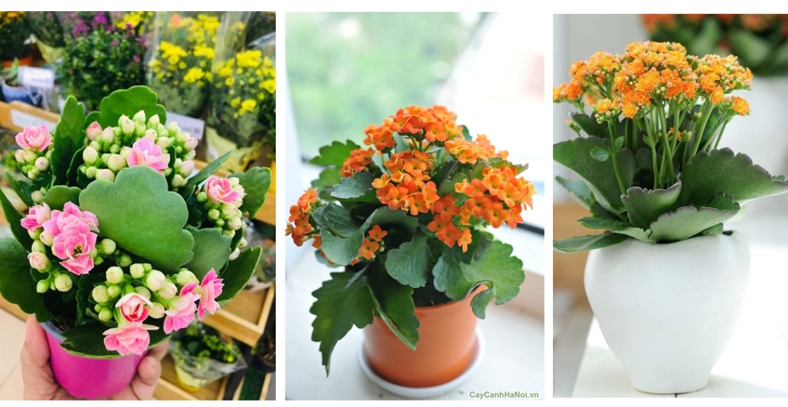 Chậu hoa sống đời màu sắc tươi sáng như một lời chúc sức khỏe và tuổi thọ lâu dài