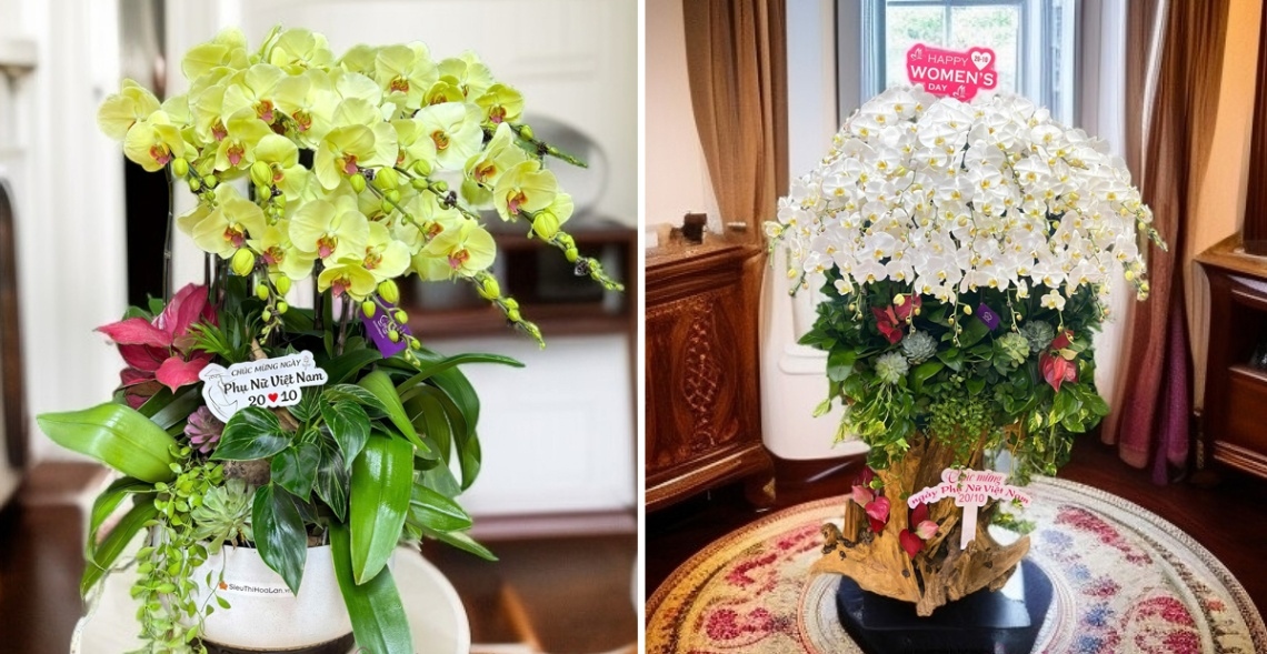 Hoa lan với sức sống mãnh liệt, mang ý nghĩa lời chúc sức khỏe và sắc đẹp cho mẹ thân yêu