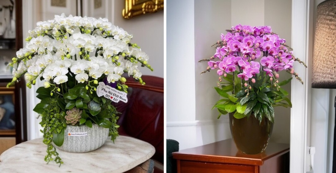 Tặng hoa lan như cách để đề cao vẻ đẹp duyên dáng của người phụ nữ