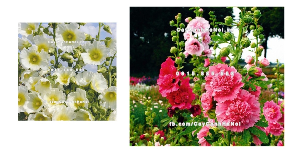 Hoa Mãn Đình hồng đẹp mê hoặc lòng người