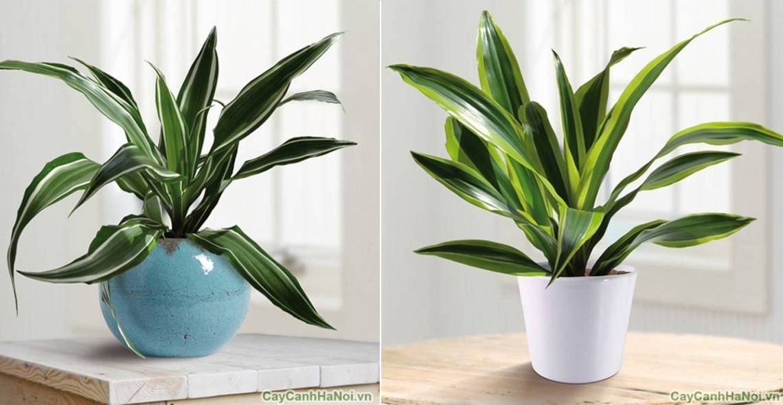 Cây Thiết Mộc Lan mang đến cho Bính Dần sự may mắn, tài lộc và thịnh vượng