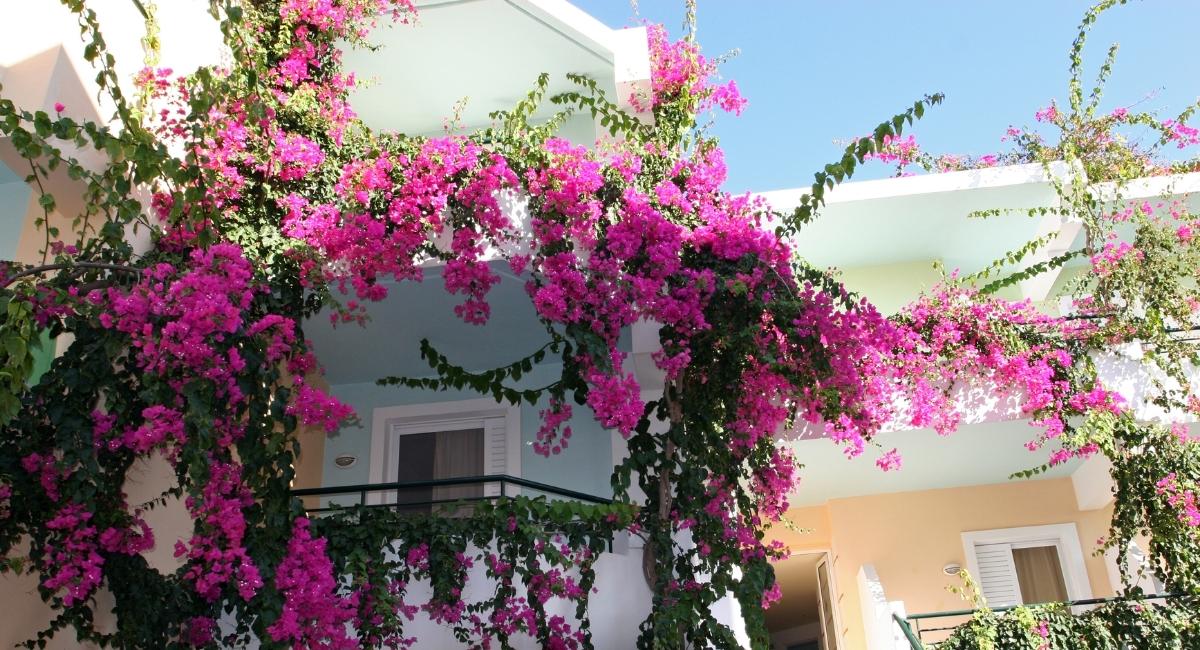 Hoa trồng ban công chịu nắng - Hoa giấy