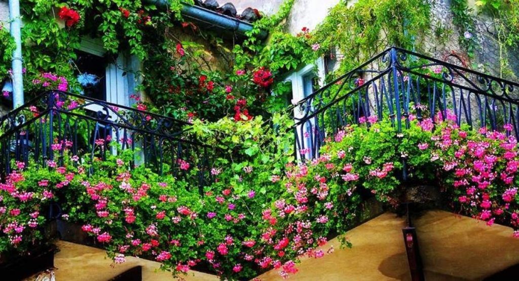 Top 15+ loài hoa trồng ban công chịu nắng đẹp mê ly, nở rực quanh năm 13 Chọn hoa tuỳ thuộc vào không gian thiết kế