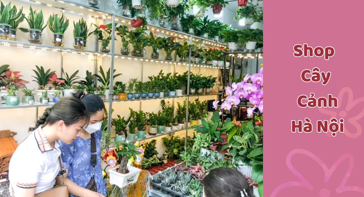 Cung cấp hoa trồng chất lượng tại Hà Nội