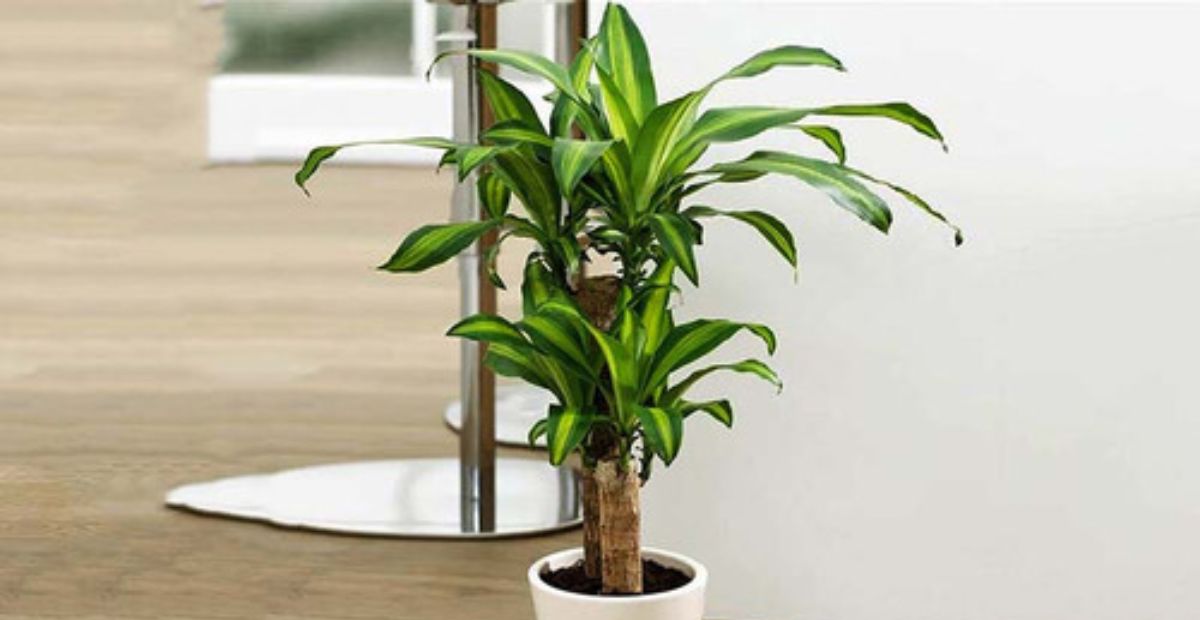 Cây Thiết Mộc Lan