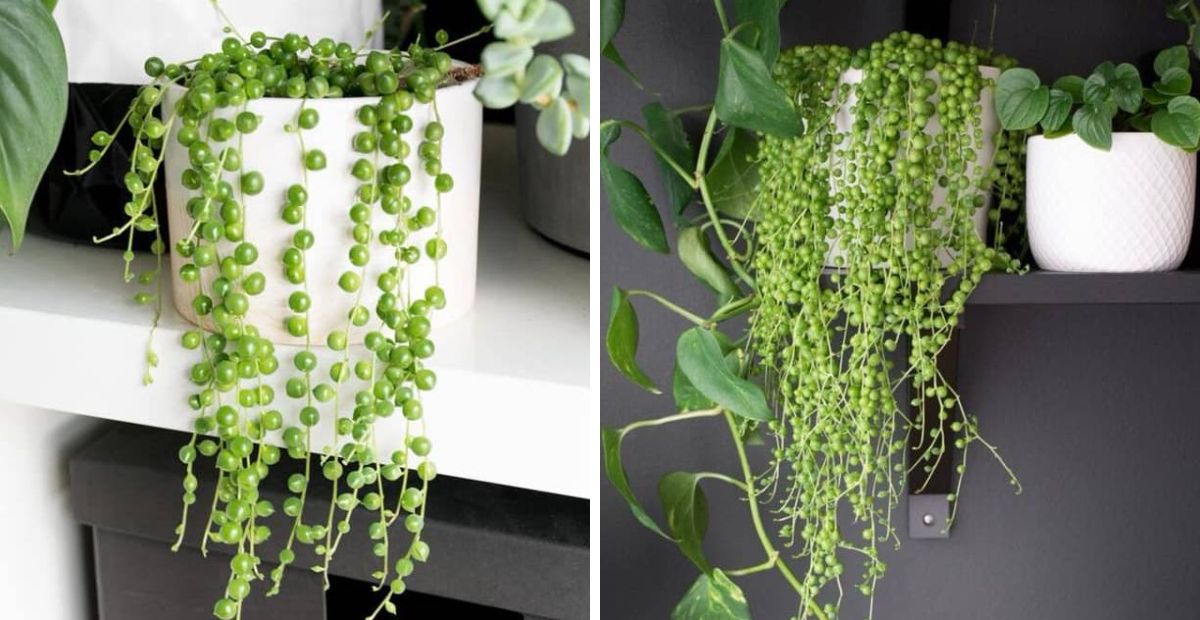 Cây sen đá hạt ngọc tròn 