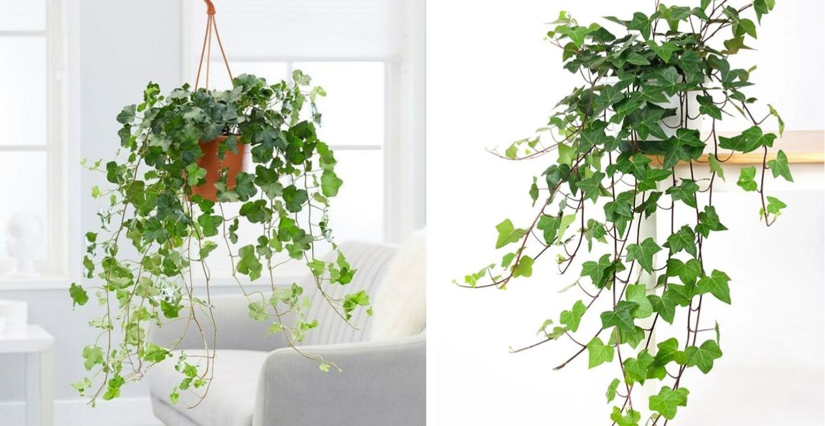 Cây thường xuân 