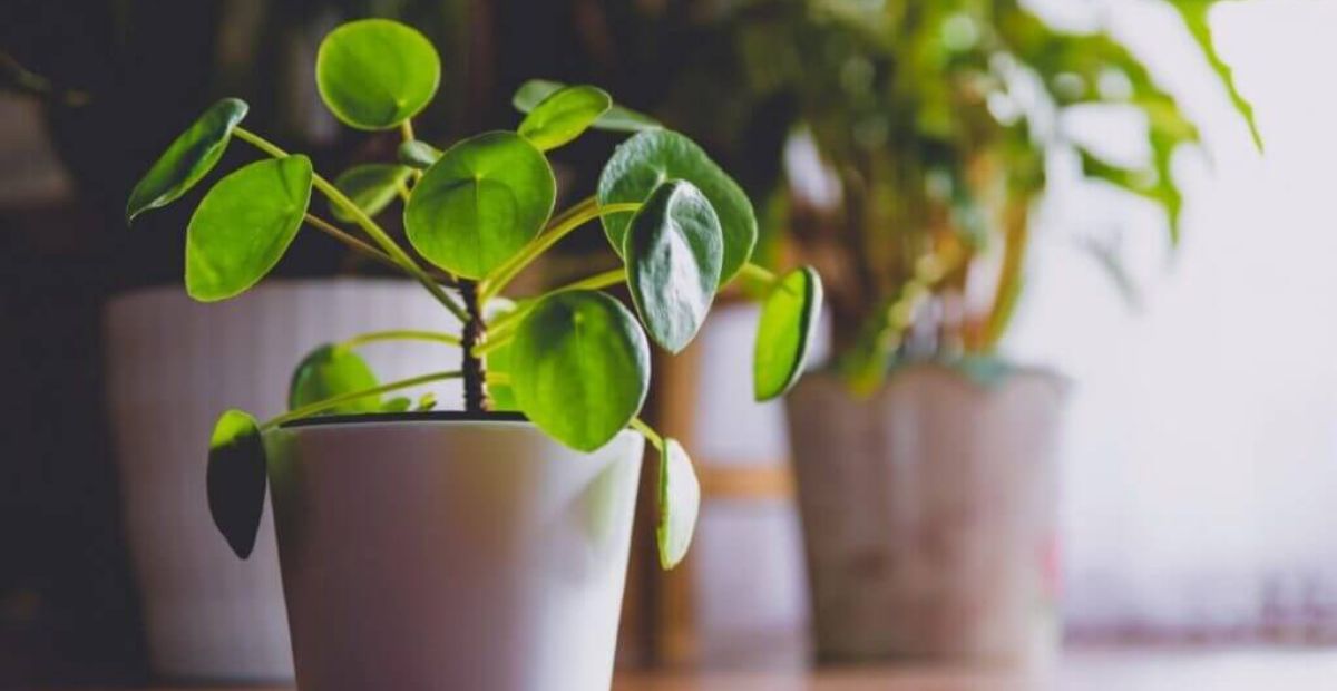 Cây Cỏ Gương Pilea
