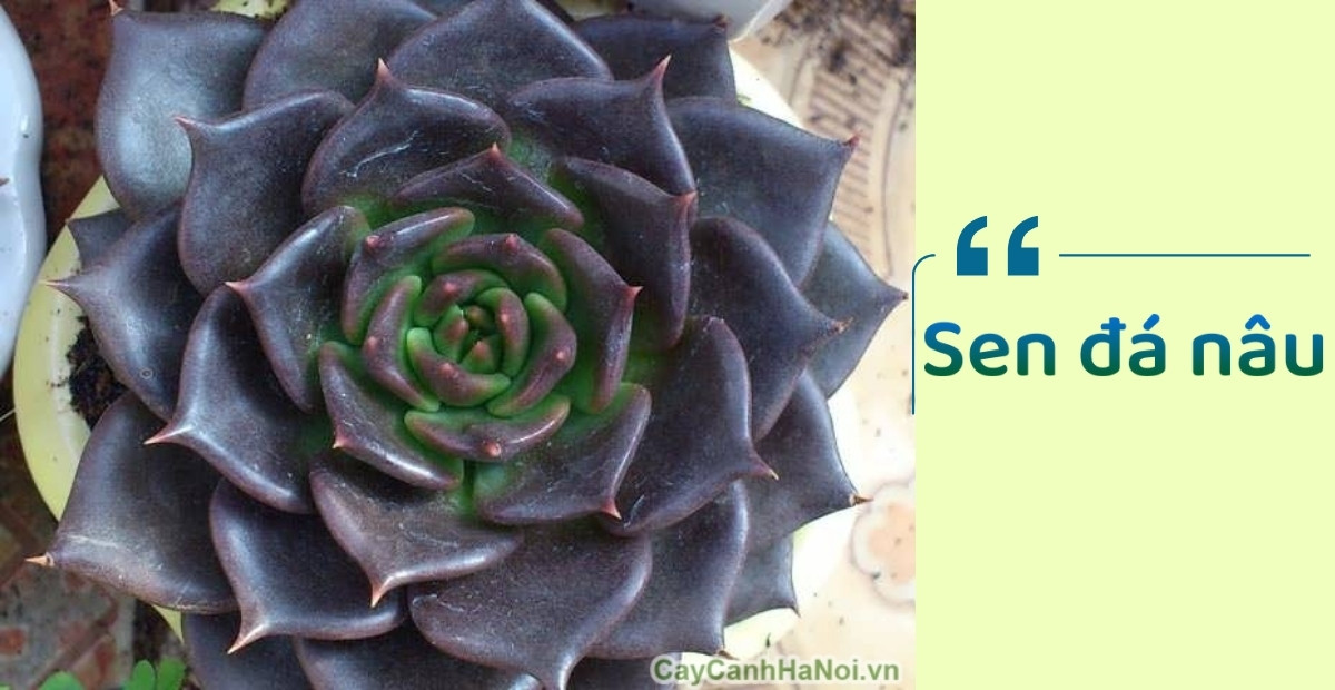 Tuyển tập 10+ cây phong thuỷ để bàn đánh thức năng lượng tích cực 5 Sen đá nâu