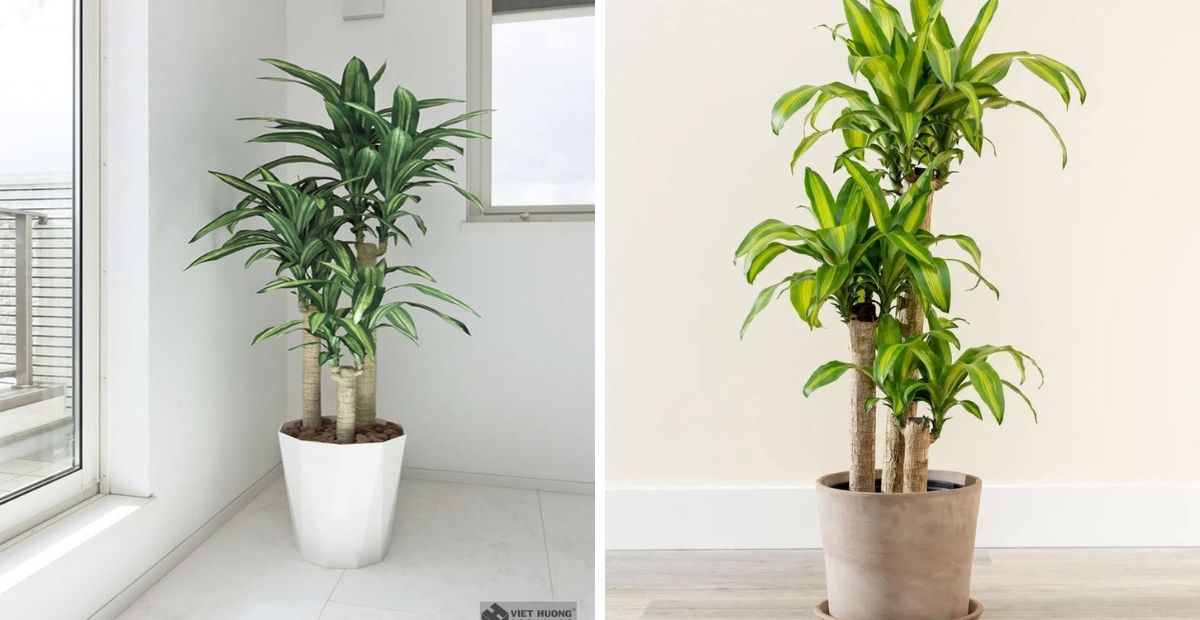 Thiết mộc lan kiếng mang đến bình an và hòa hợp cho gia đình